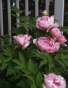 tree peonies by fence