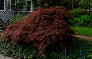 japanese maple