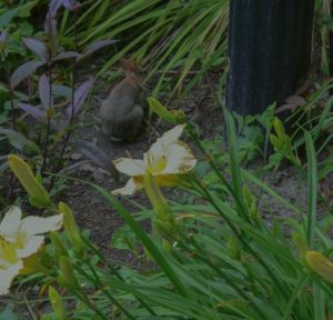 rabbit, garden in falmouth