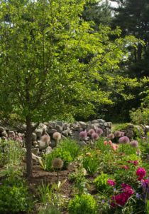 tree in tour garden