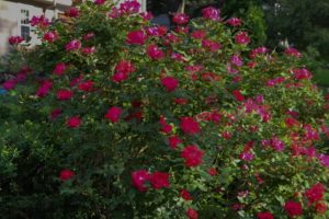 red rose bush